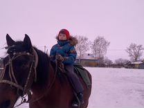 Лошадь 5 лет. Оствинд восточный ветер 2. Загадка про лошадь. Откуда появились лошади. Стих про коня.