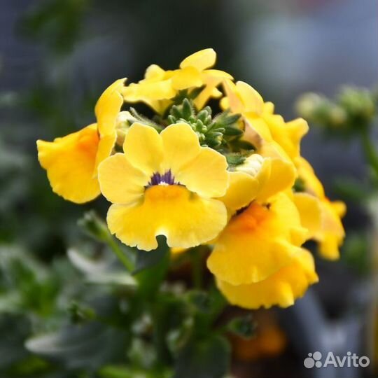 Немезия вегетативная Nesia Inca