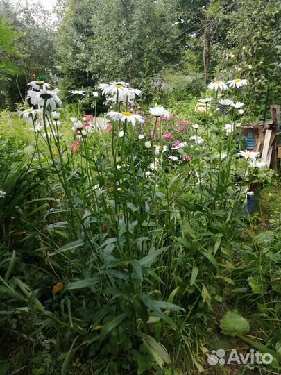 Саженцы:цветы,кусты,деревья,свежие и суш.яблоки