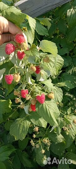 Малина отборная