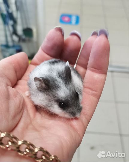 Джунгарский хомяк