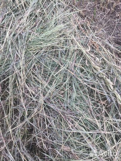 Новое сено в рулонах 2024