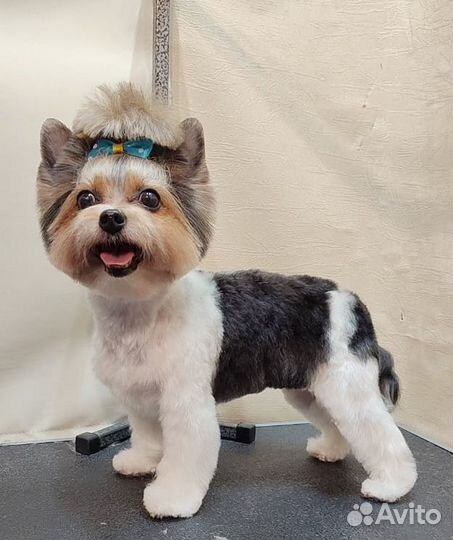 Стрижка Йорка (йорк,мальтипу,мальтезе,ши-тцу)