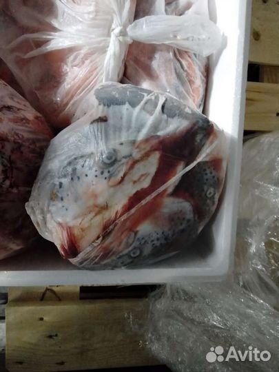 Рыбные отходы лосося(сёмга)