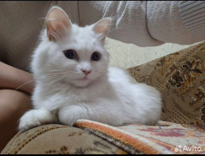Кошка 4-5 месяцев британец