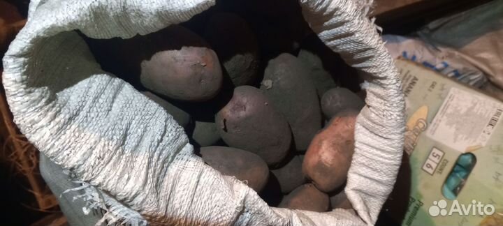 Продам картофель