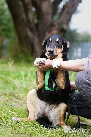 Собака из приюта ищет дом