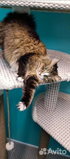 Зоогостиница для кошек Уфа Чесноковка