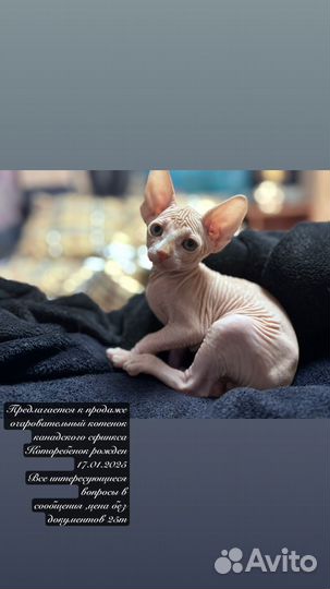 Канадский сфинкс