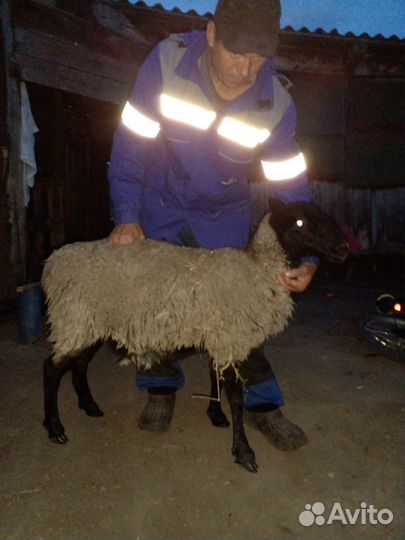 Овечки Гуси