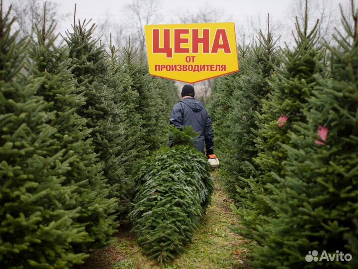 Новогодние сосны оптом