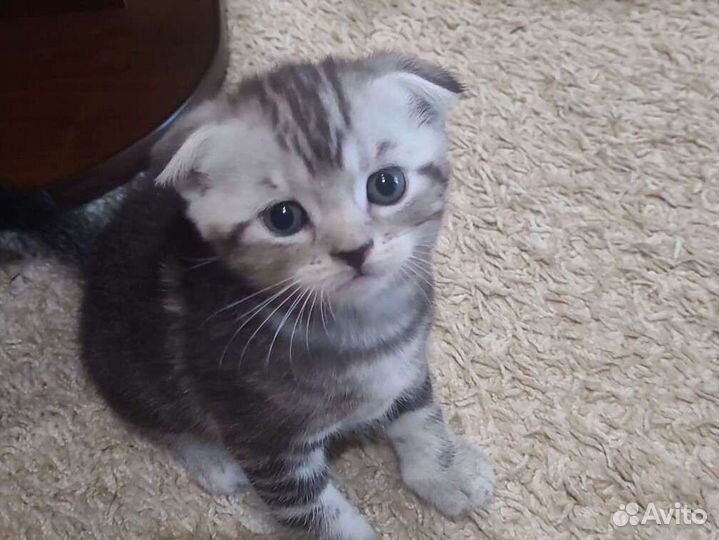 Котята Шотландская, родители умные и красивые