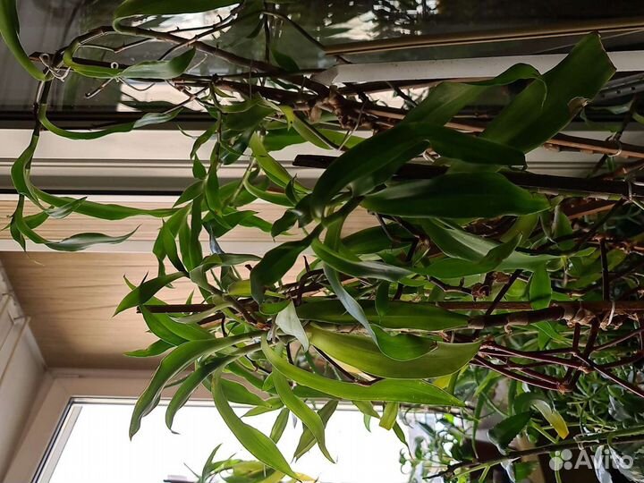 Золотой ус алое каланхое спатифиллум