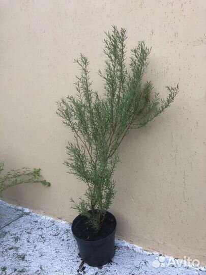 Многолетние садовые кустарники и цветы