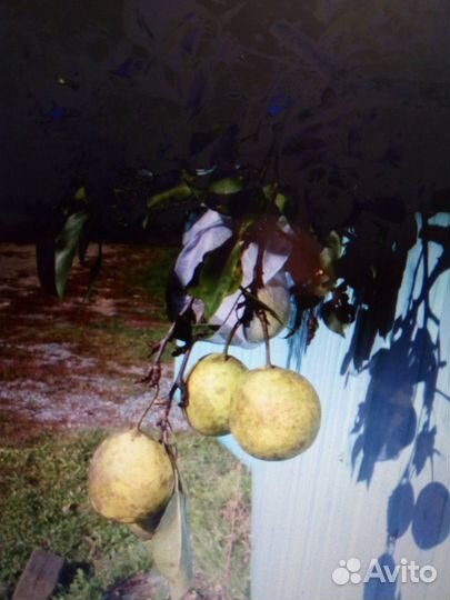 Саженцы груши и яблони