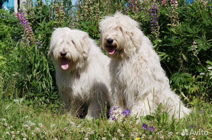 Шерсть собачья пряденая