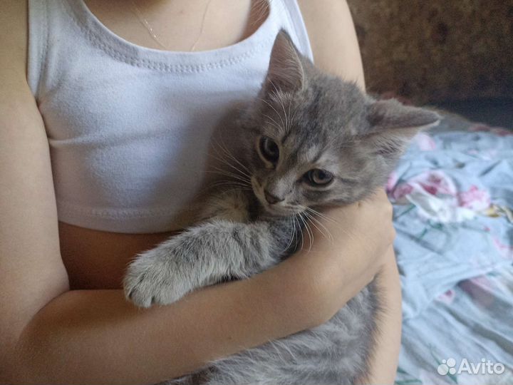 Кошки в дар