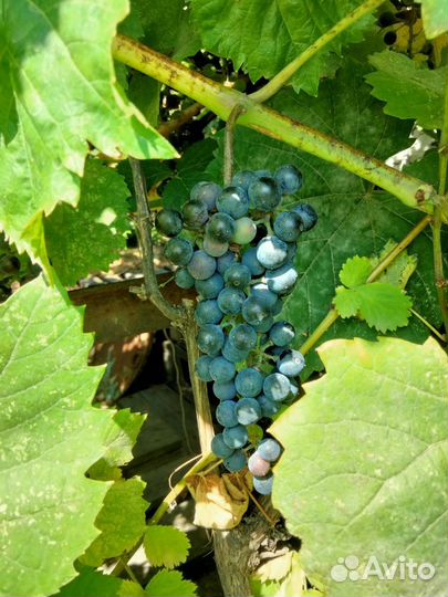 Саженцы винограда