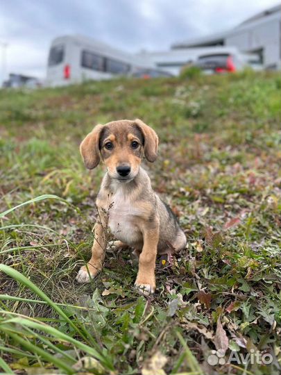 Щенок мальчик