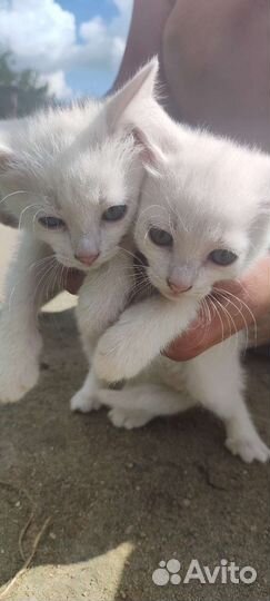 Котëнок девочка от кошки-крысоловки
