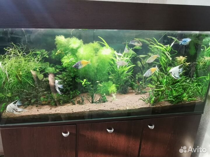 Аквариум