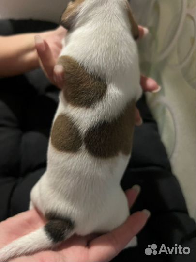 Щенки джек рассел терьер