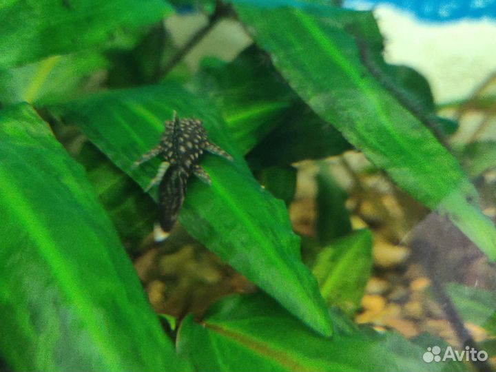 Сомики анциструсы