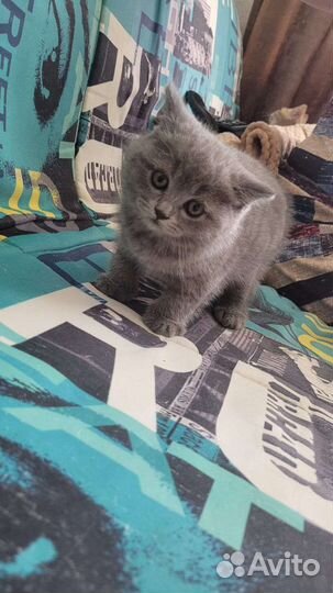 Британские котята