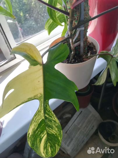 Филодендрон маска