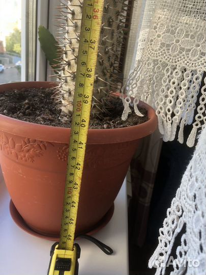 Цветок Пахиподиум