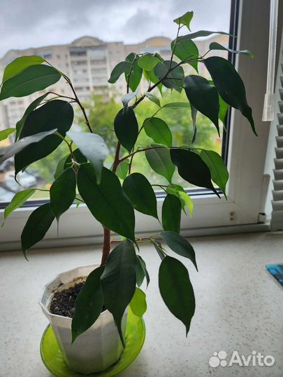 Фикус бенджамина