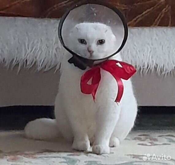 Марсик ищет дом