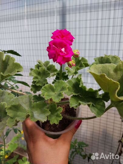 Пеларгония герань сортовая