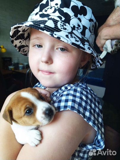 Щенки джек рассел терьер