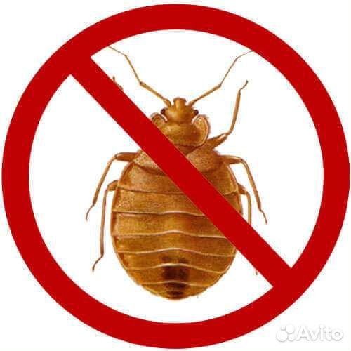 Дезинфекция от клопов, тараканов