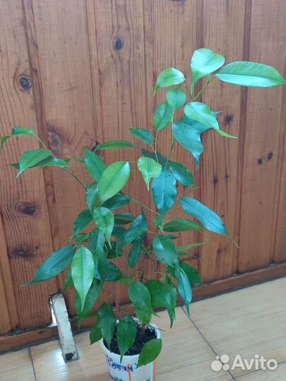 Фикус Экзотика