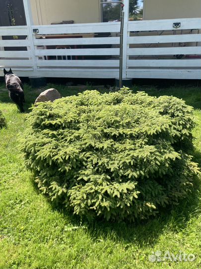 Растения для сада