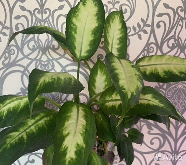 Диффенбахия камилла