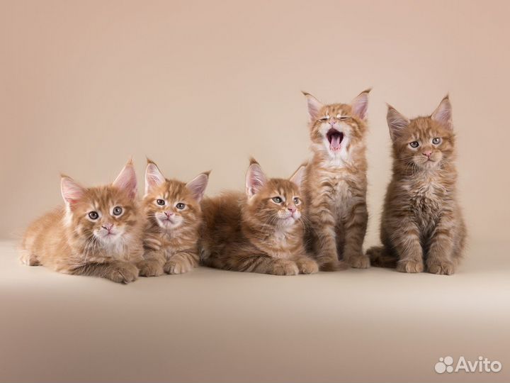 Студийная фотосъемка кошек, котов, котят и щенков