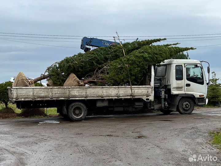 Сосна обыкновенная