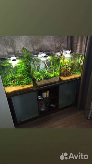 Запуск аквариумов