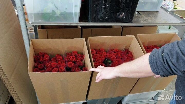 Цветы оптом розы