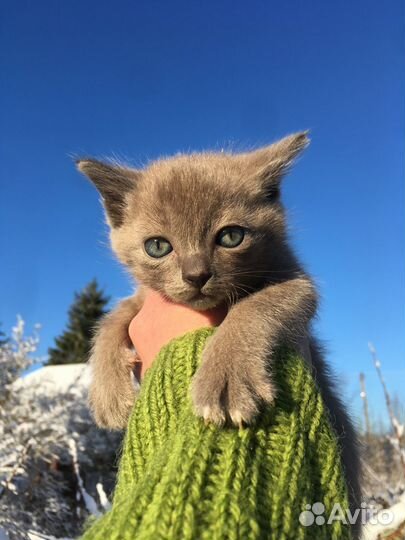 Жизель
