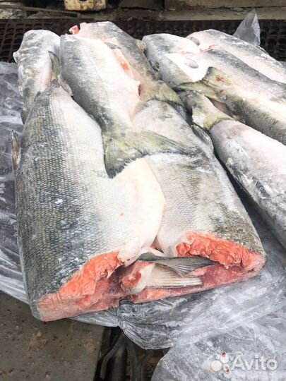 Рыба оптом. Свежий улов. Заморозка