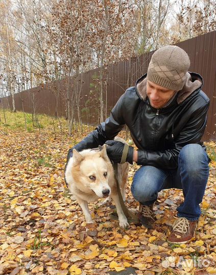 Слепой песик