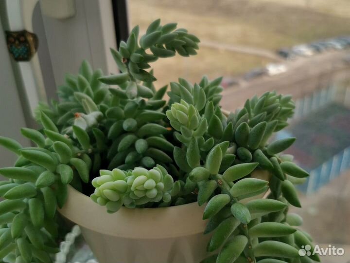 Очиток Моргана