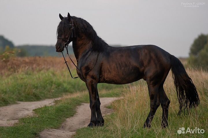 Жеребец на случку