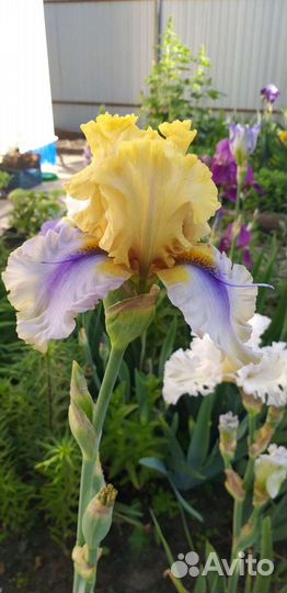 Ирисы коллекционных сортов