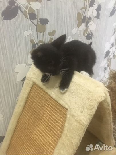 Кошки в добрые руки бесплатно