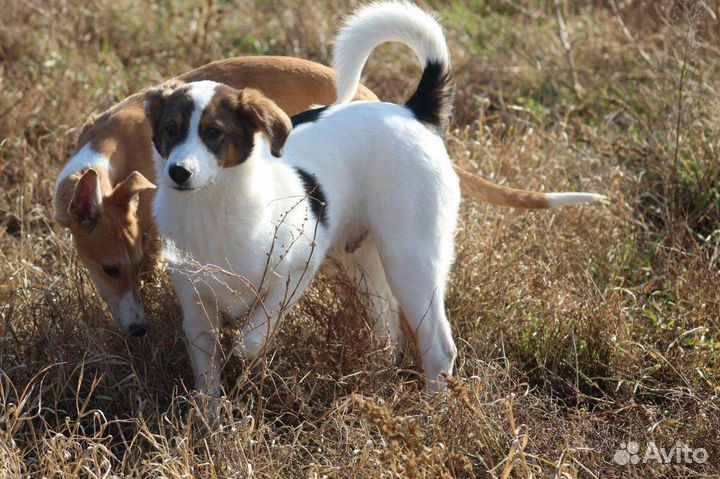 Щенок Пирожок в добрые руки